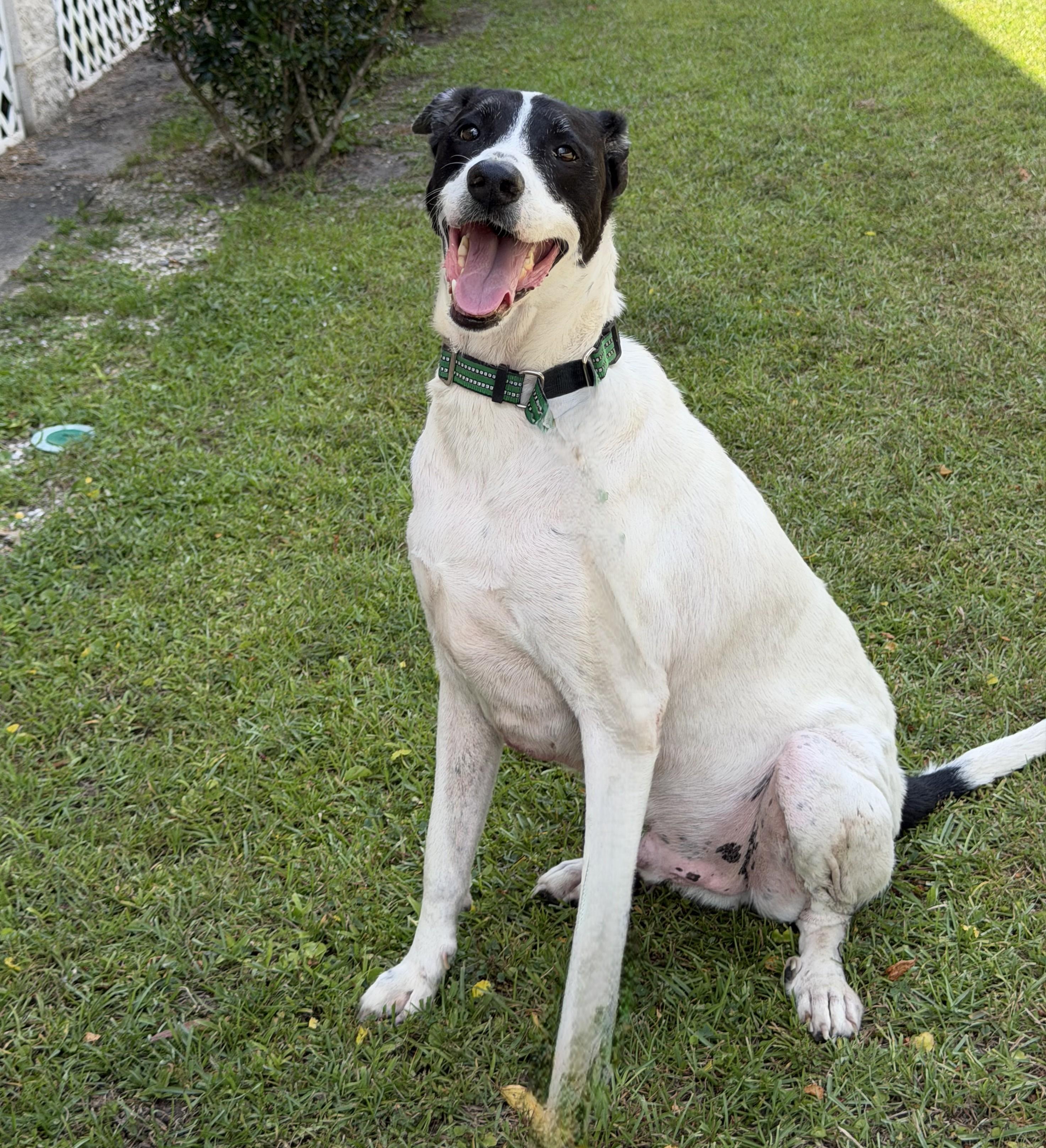 Enlarge Link, a ADOPTABLE mixed breed in Slidell, LA image 1/3