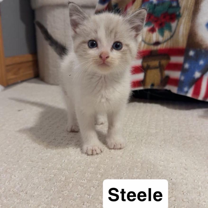Steele, Adopted, Kitten Male Domestic Short Hair & Ragdoll.