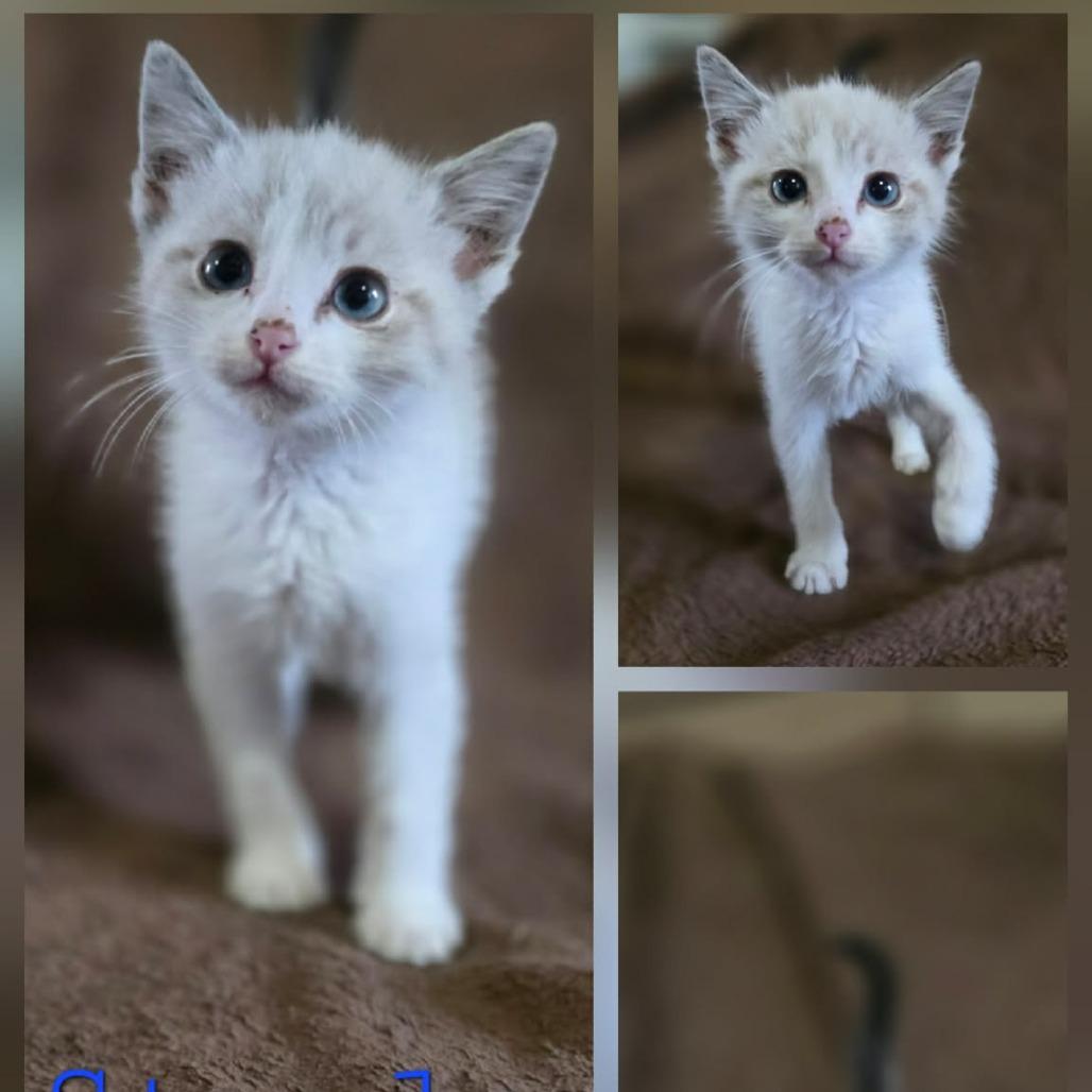 Enlarge Steele, a Adopted mixed breed in Coralville, IA image 3/3