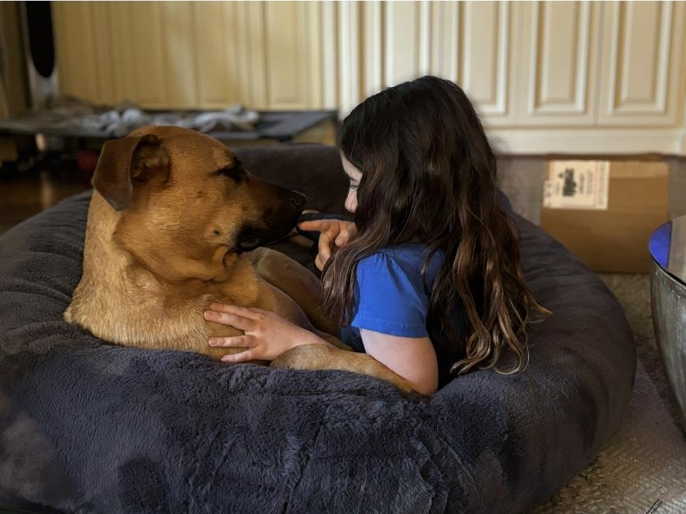 Enlarge Bowie , a ADOPTABLE mixed breed in yamhill, OR image 6/6