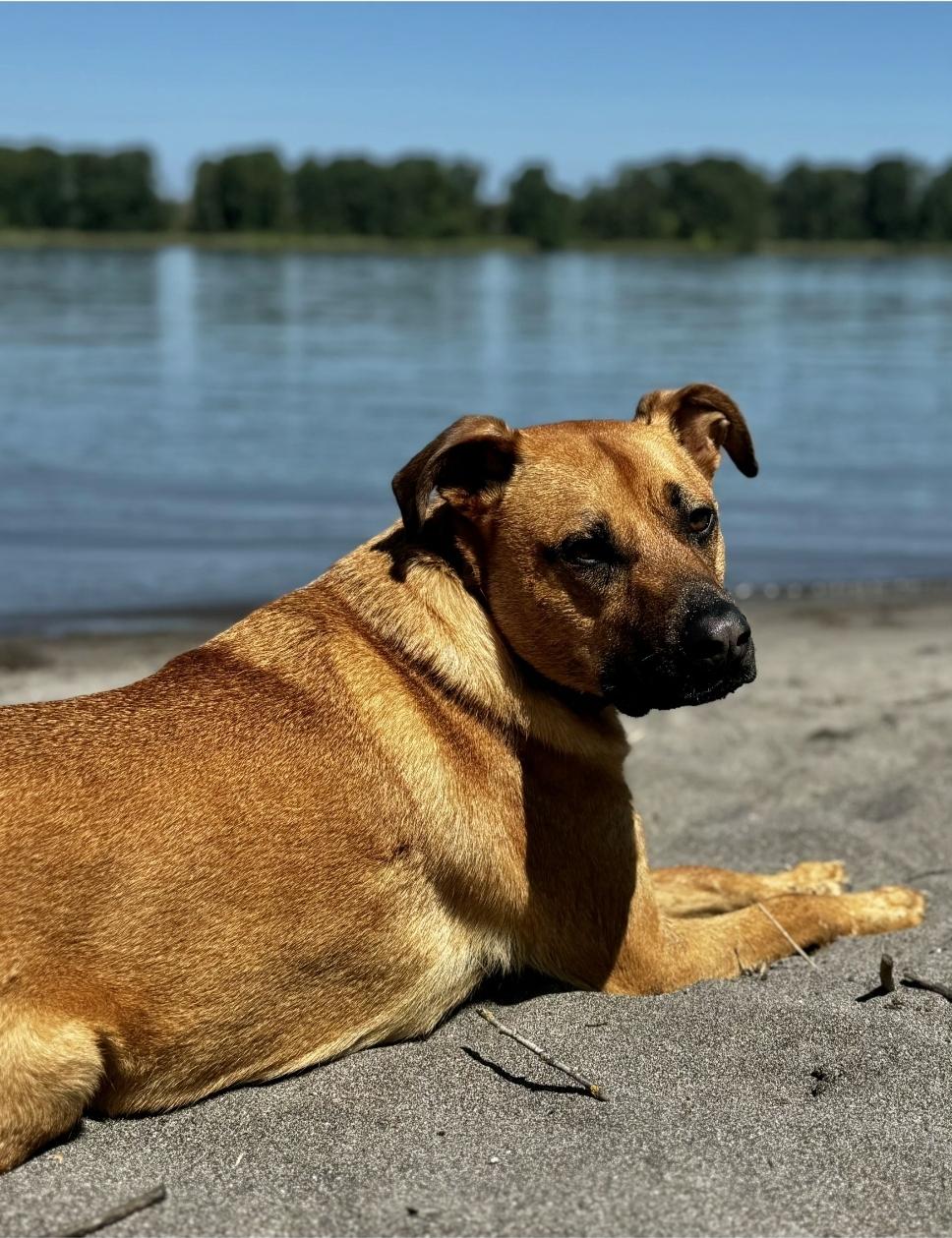 Enlarge Bowie , a ADOPTABLE mixed breed in yamhill, OR image 3/6