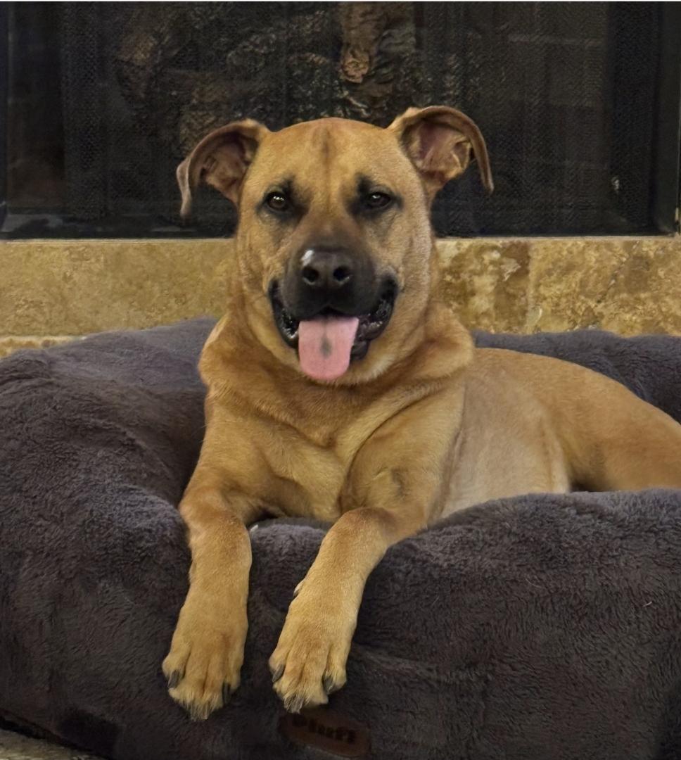 Enlarge Bowie , a ADOPTABLE mixed breed in yamhill, OR image 1/6