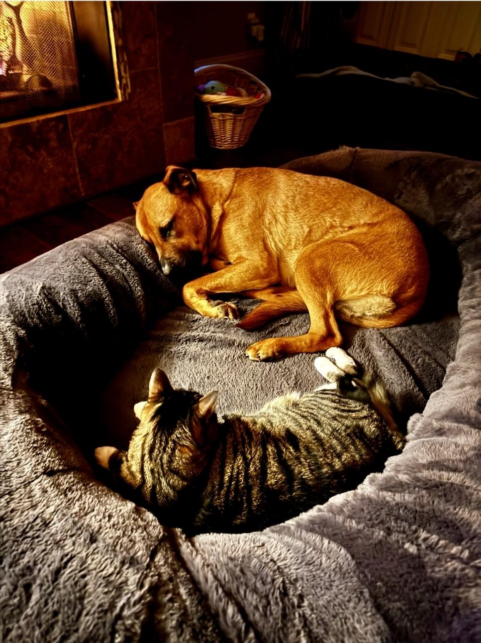 Enlarge Bowie , a ADOPTABLE mixed breed in yamhill, OR image 5/6