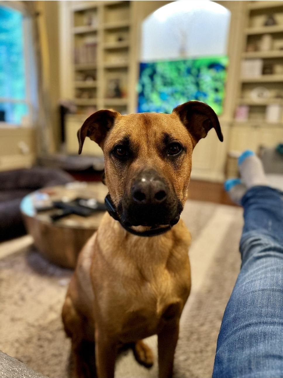 Enlarge Bowie , a ADOPTABLE mixed breed in yamhill, OR image 2/6