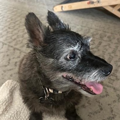 Enlarge Greyson, a Adoptable mixed breed in Cape Coral, FL image 6/6