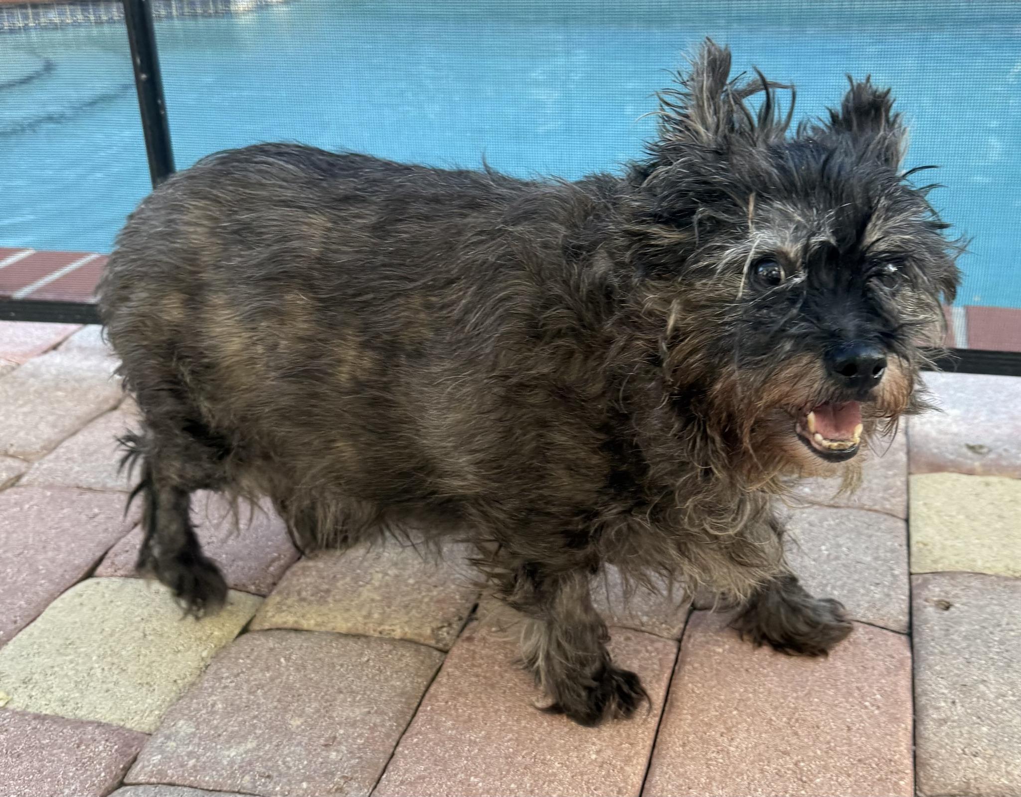 Enlarge Greyson, a Adoptable mixed breed in Cape Coral, FL image 1/6