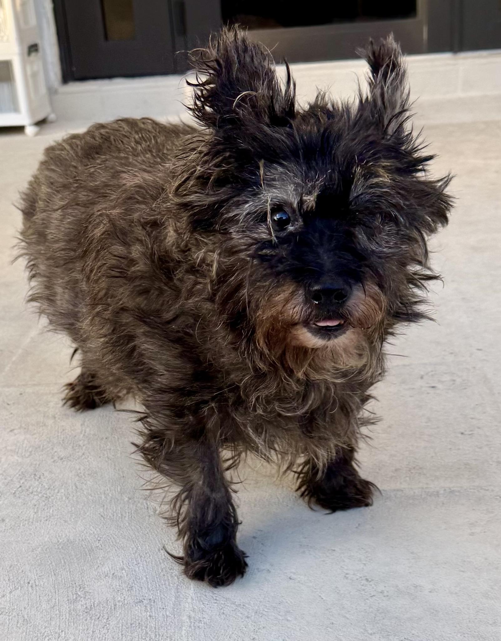 Enlarge Greyson, a Adoptable mixed breed in Cape Coral, FL image 2/6