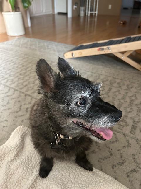 Enlarge Greyson, a Adoptable mixed breed in Cape Coral, FL image 3/6