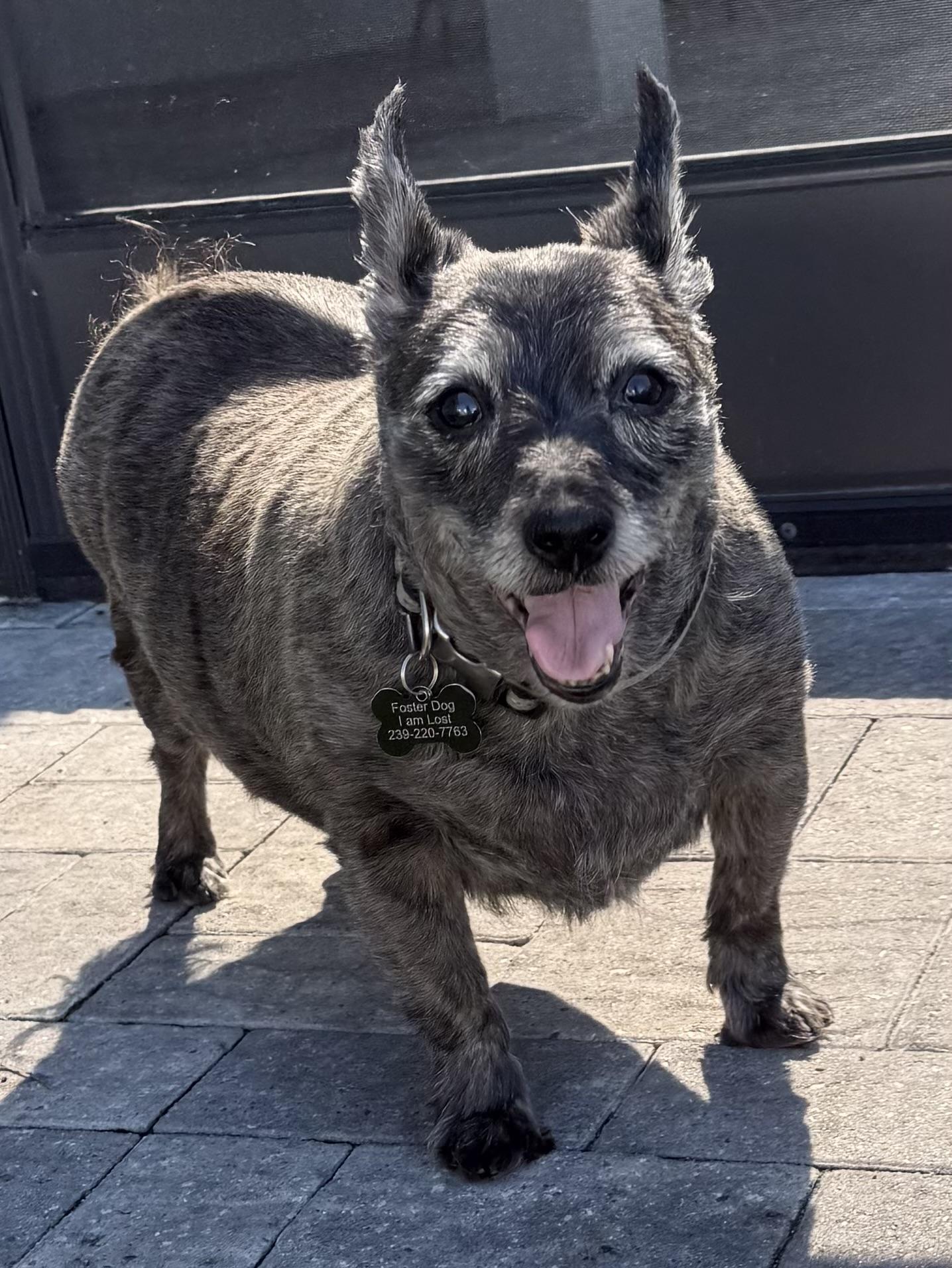 Enlarge Greyson, a Adoptable mixed breed in Cape Coral, FL image 5/6