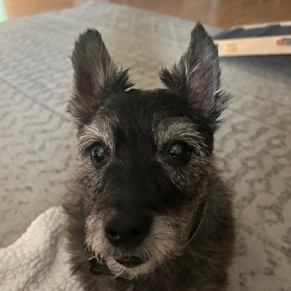 Greyson, Adoptable, Senior Male Yorkshire Terrier & Miniature Schnauzer.