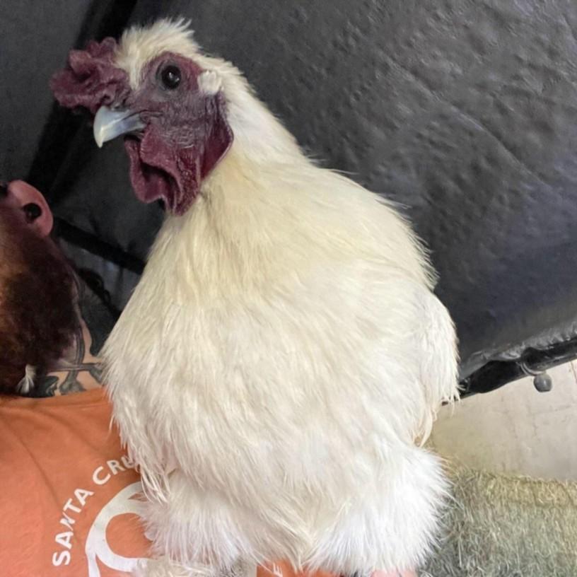 Enlarge DONALD THE SILKIE*, a Adoptable Chicken in Santa Cruz, CA image 1/1
