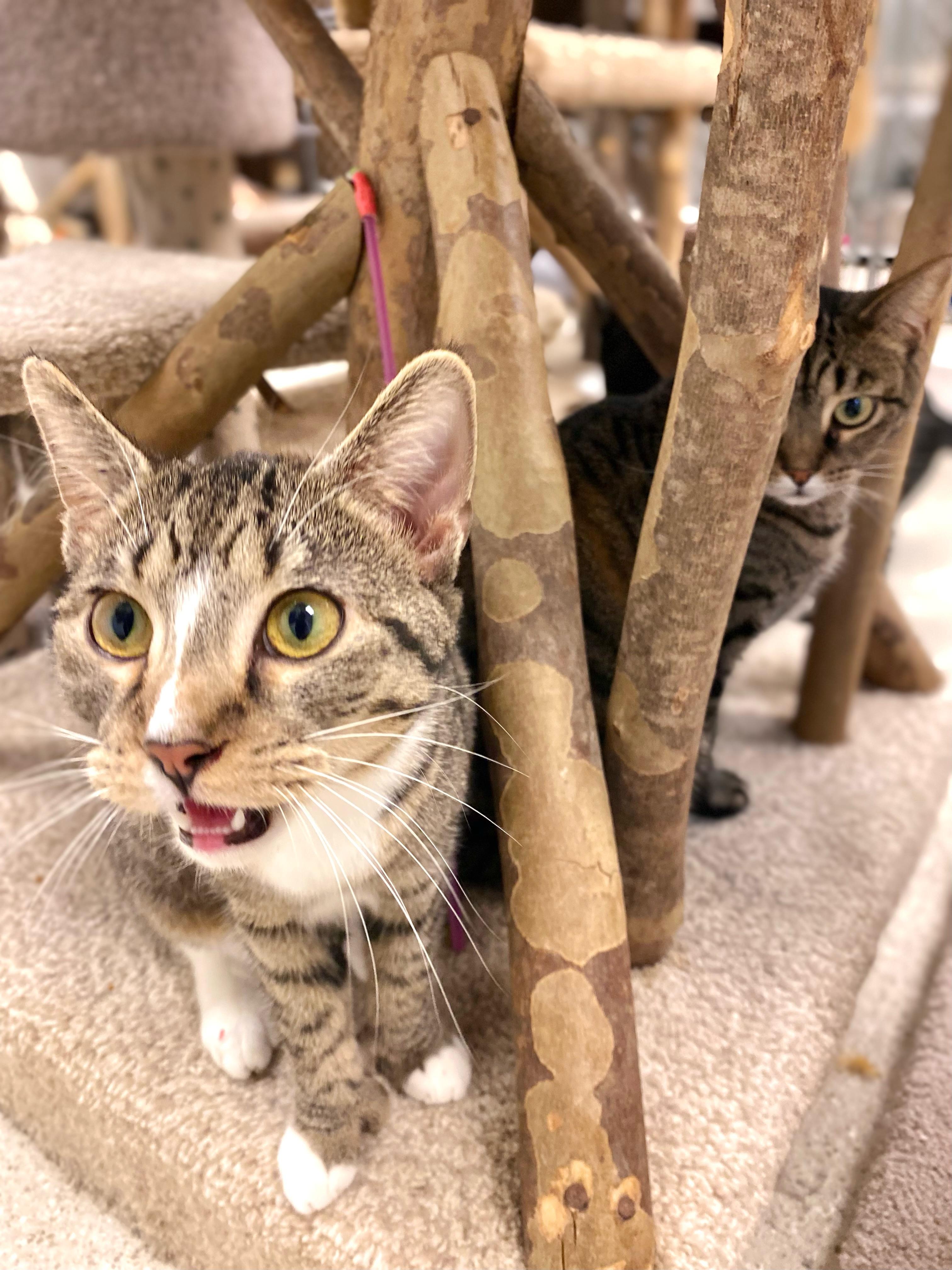 Sloane (Polydactyl Fe), a Adoptable Domestic Short Hair in Cincinnati, OH image 4/6