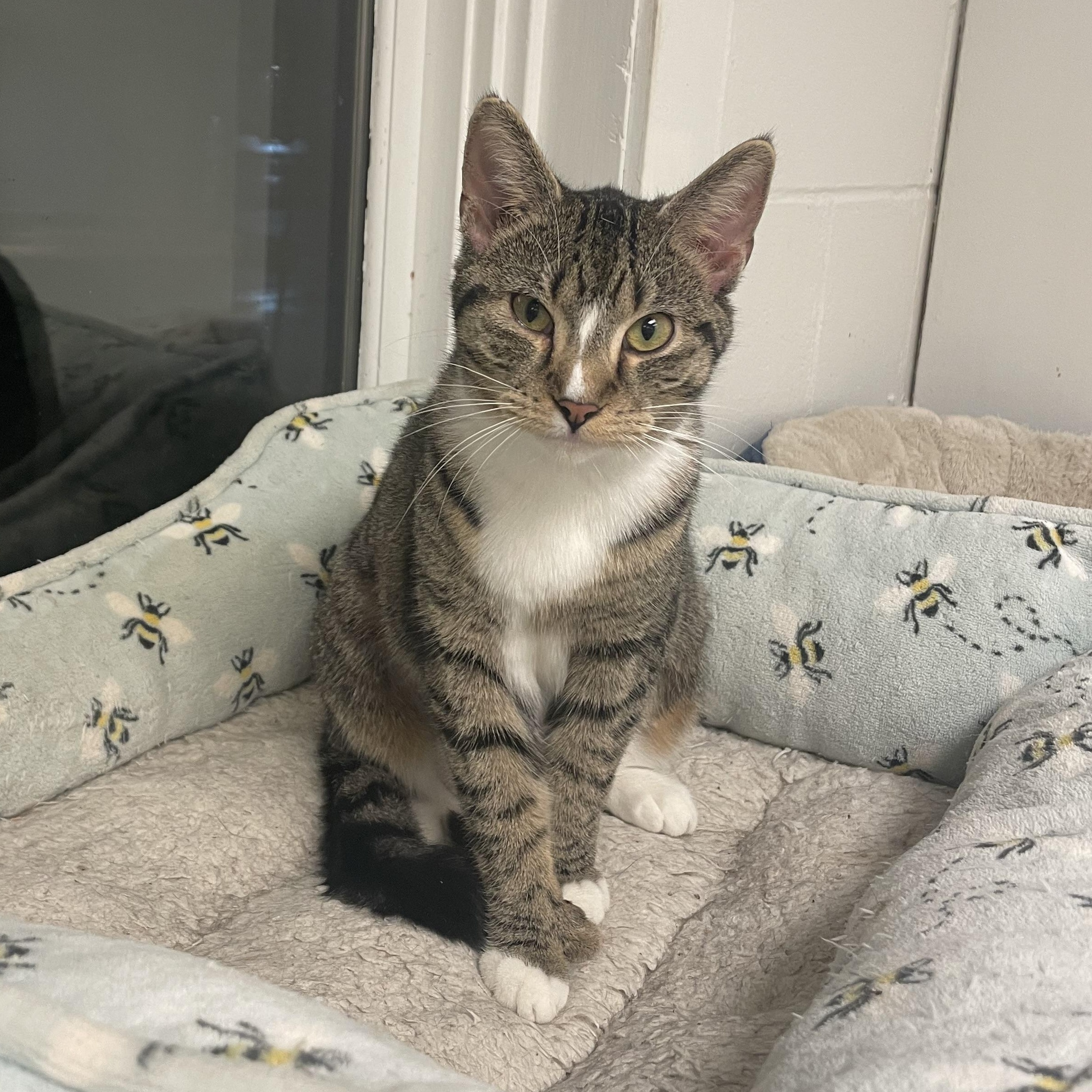 Sloane (Polydactyl Fe) — thumbnail 2