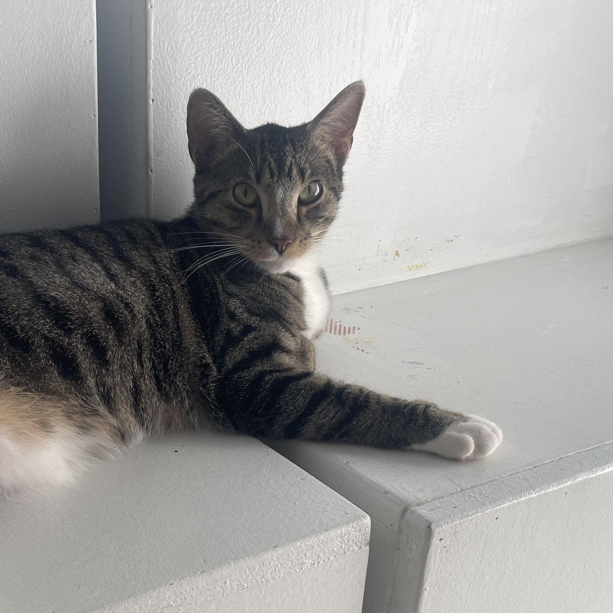 Sloane (Polydactyl Fe), a Adoptable Domestic Short Hair in Cincinnati, OH image 1/6