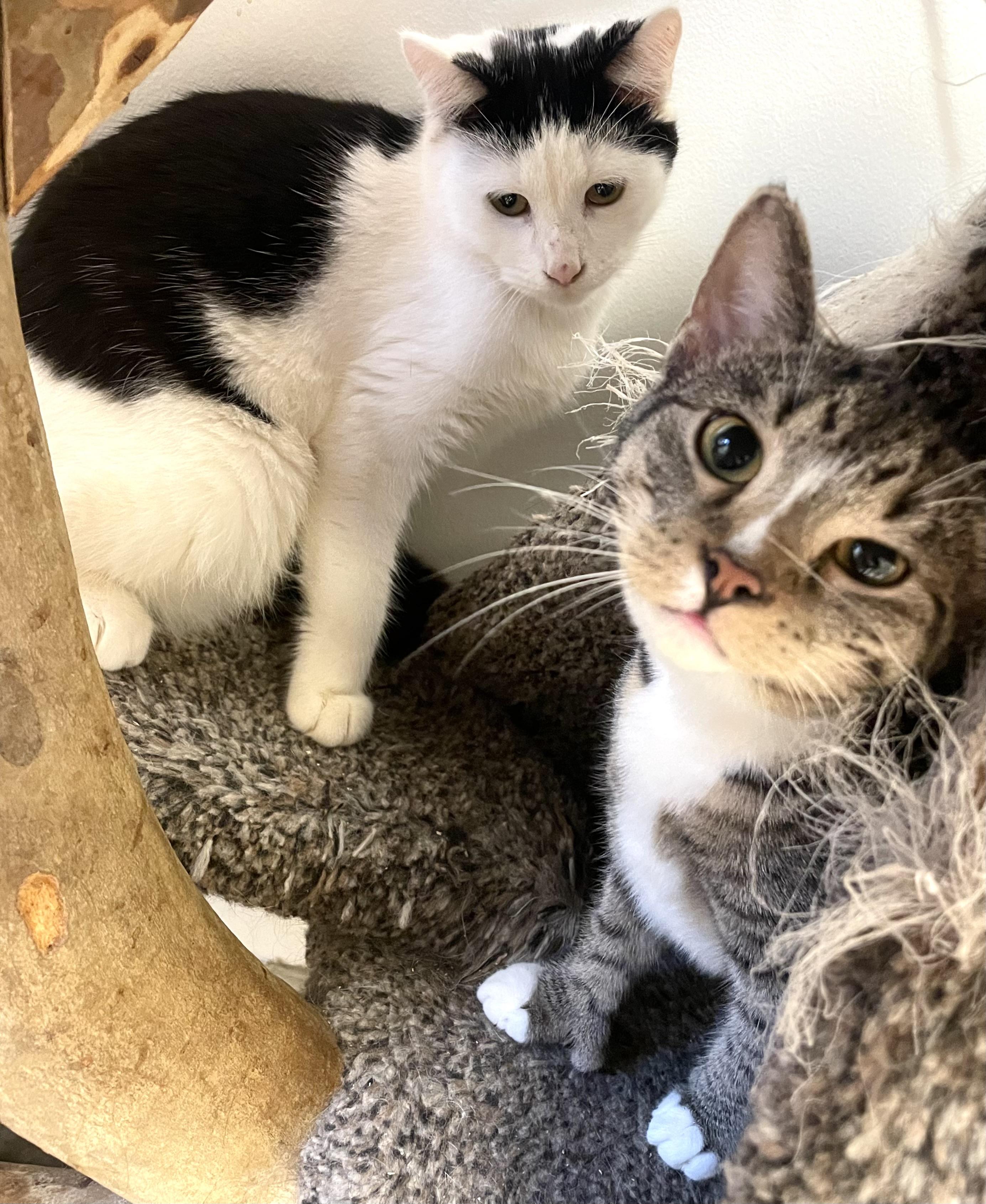 Sloane (Polydactyl Fe), a Adoptable Domestic Short Hair in Cincinnati, OH image 6/6