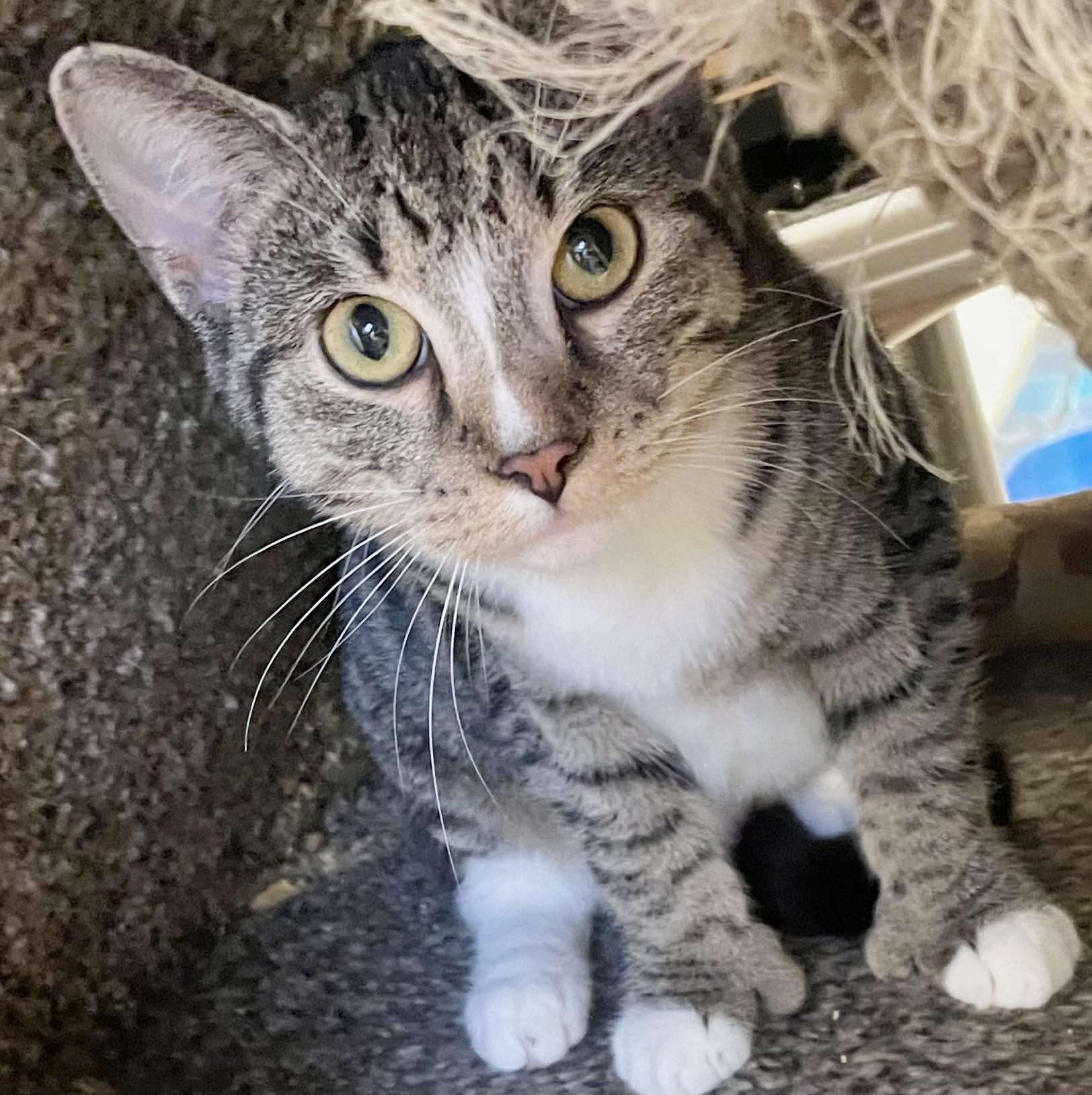 Sloane (Polydactyl Fe), a Adoptable Domestic Short Hair in Cincinnati, OH image 2/6