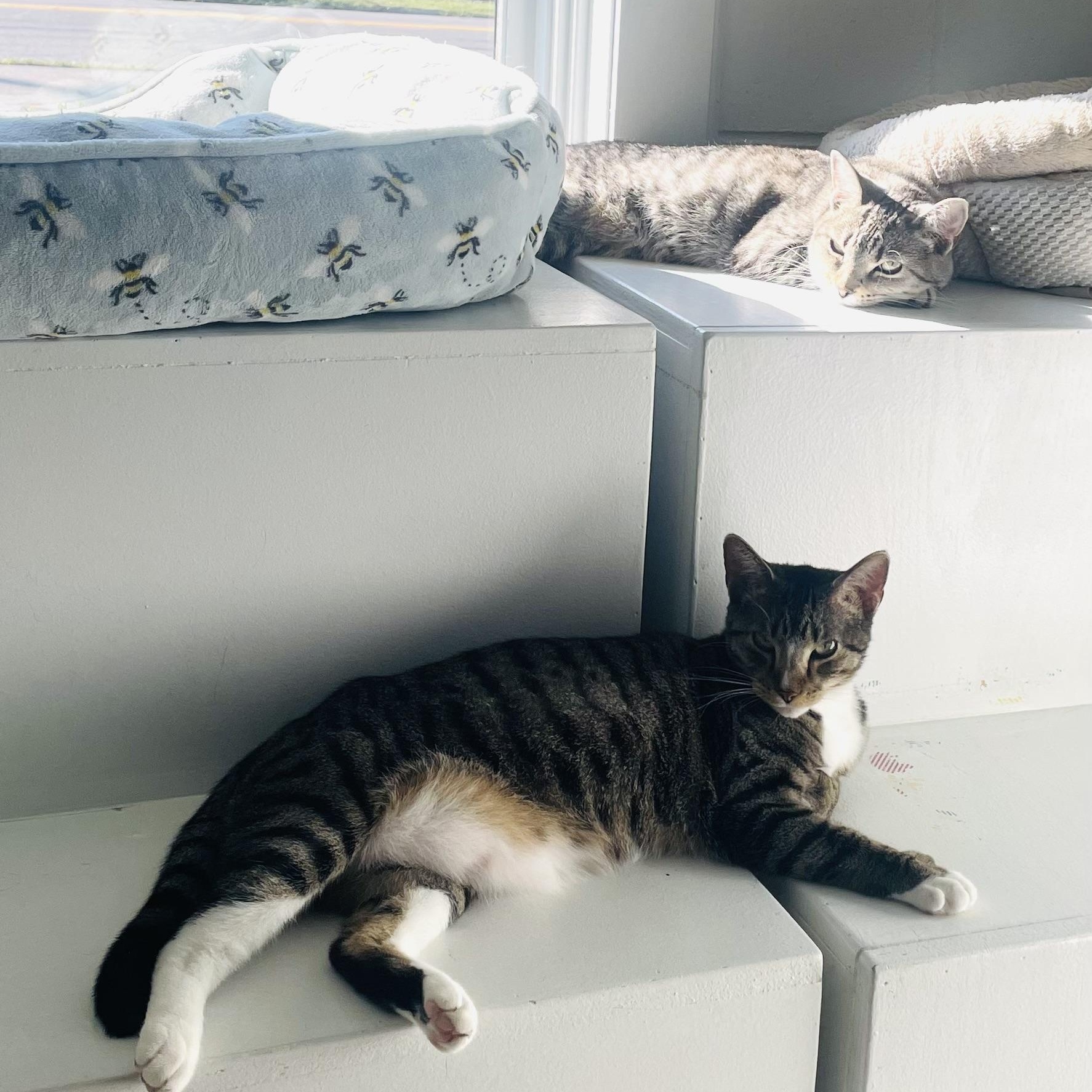 Sloane (Polydactyl Fe)
