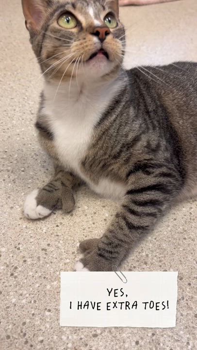 Enlarge Sloane (Polydactyl Fe), a Adoptable Domestic Short Hair in Cincinnati, OH video 2/6