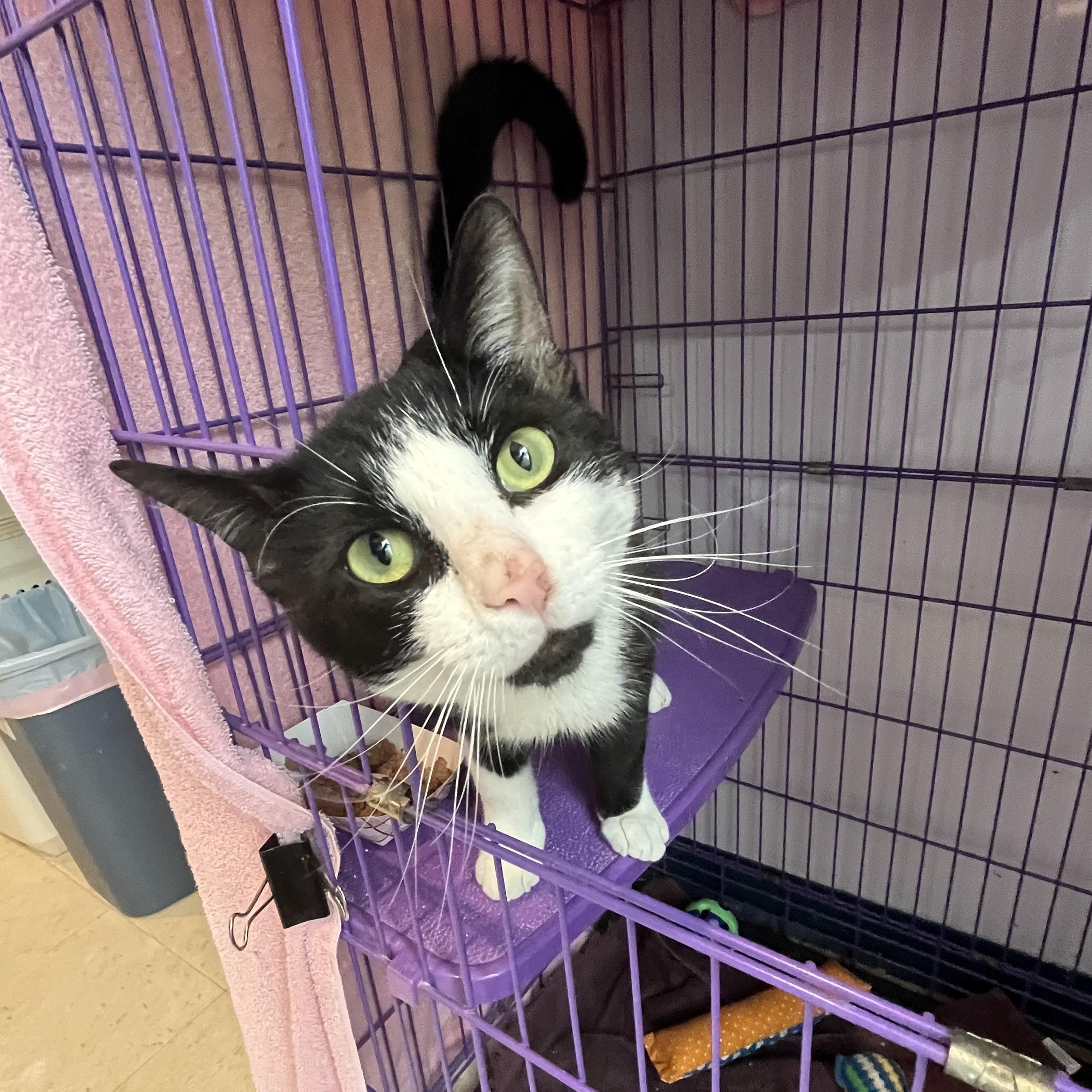 Paolo, a ADOPTABLE Domestic Short Hair in Salisbury, MA image 2/6