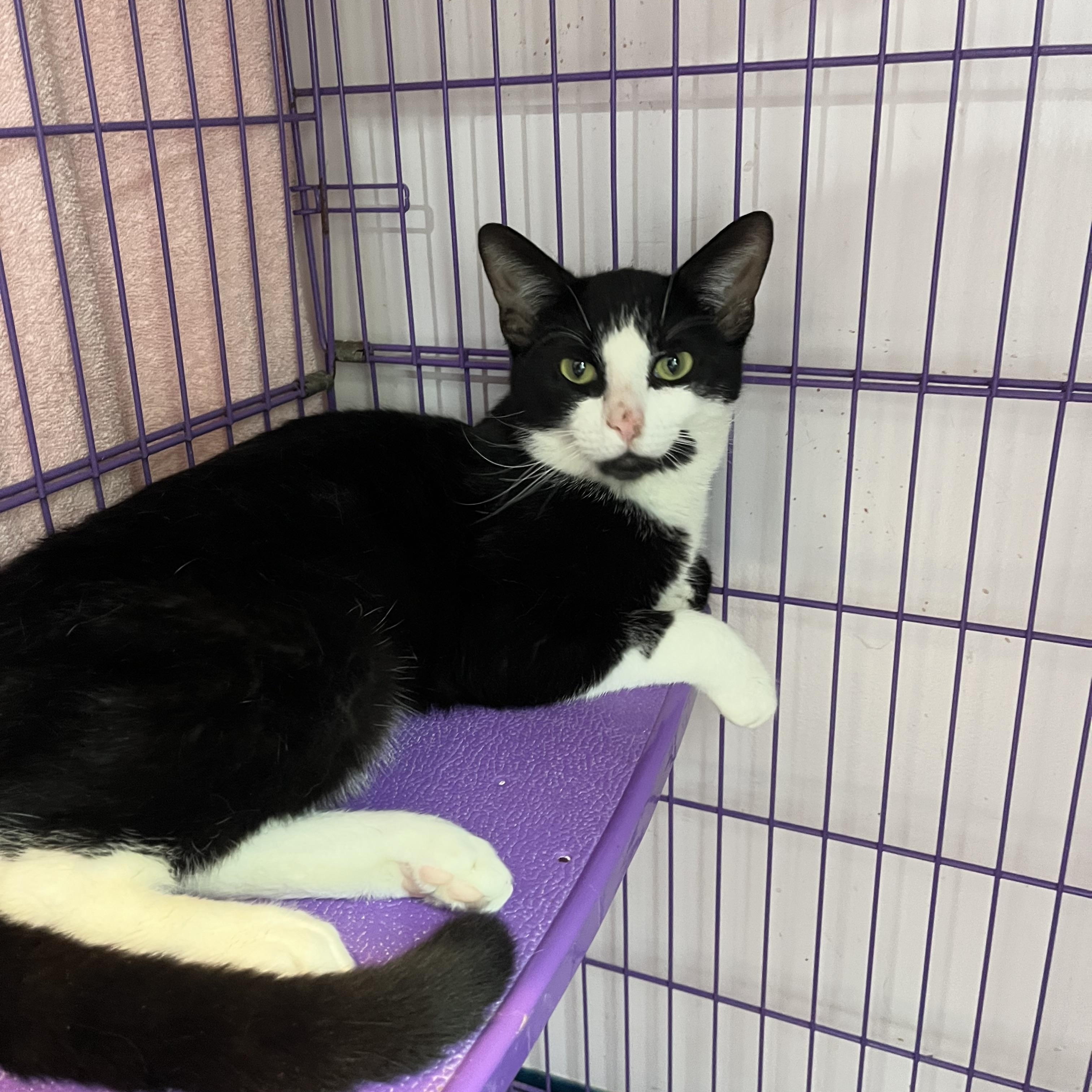 Paolo, a ADOPTABLE Domestic Short Hair in Salisbury, MA image 6/6