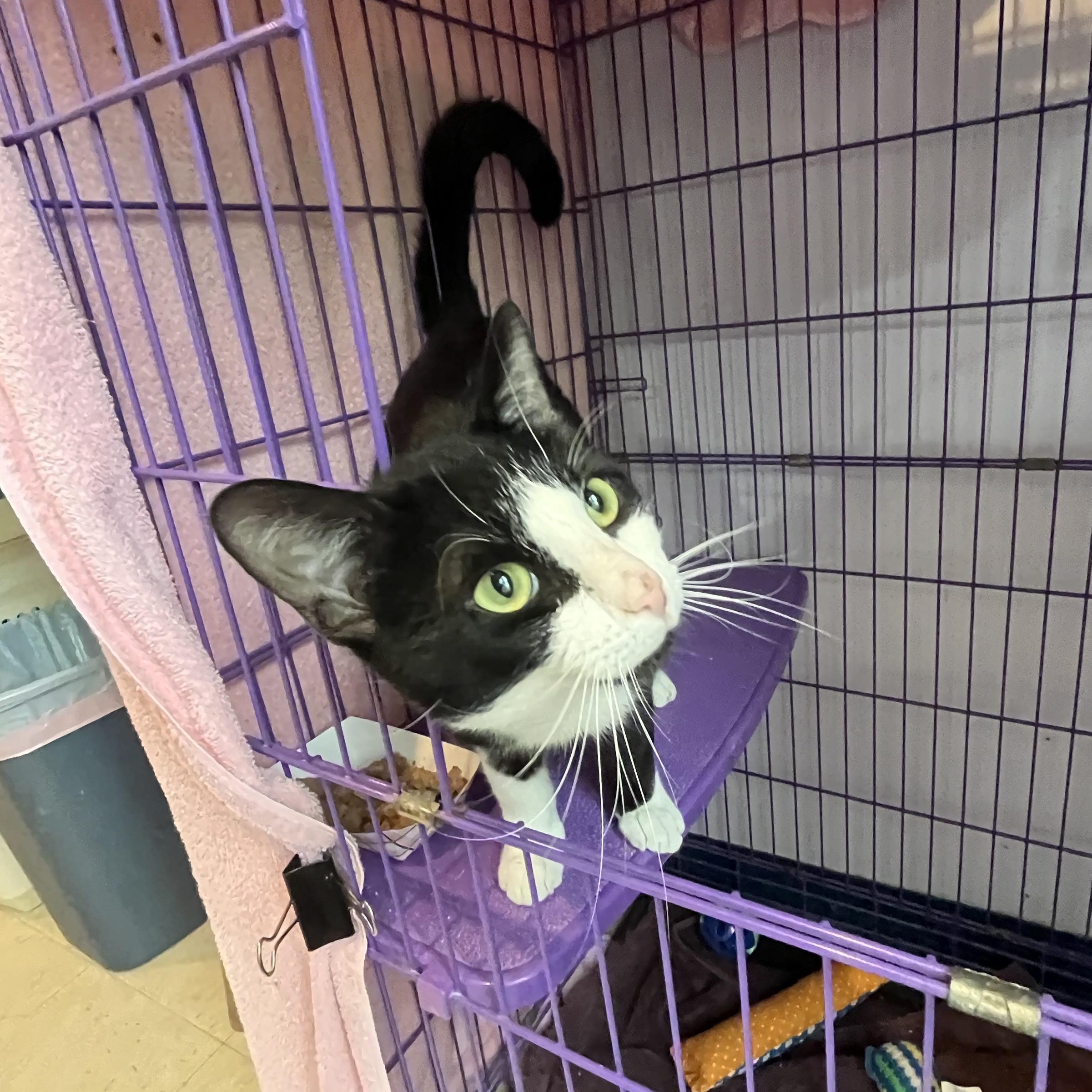 Paolo, a ADOPTABLE Domestic Short Hair in Salisbury, MA image 4/6