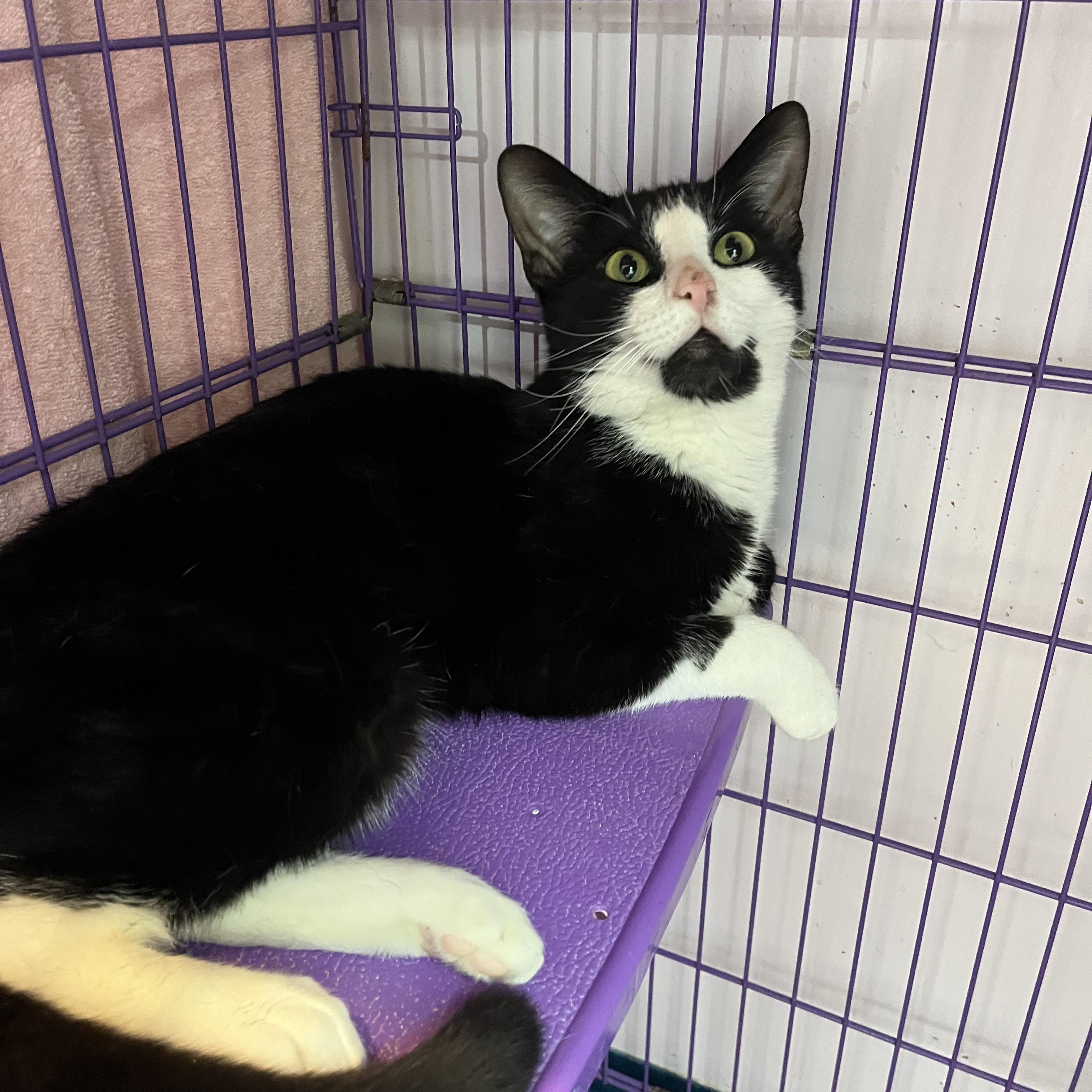 Paolo, a ADOPTABLE Domestic Short Hair in Salisbury, MA image 1/6