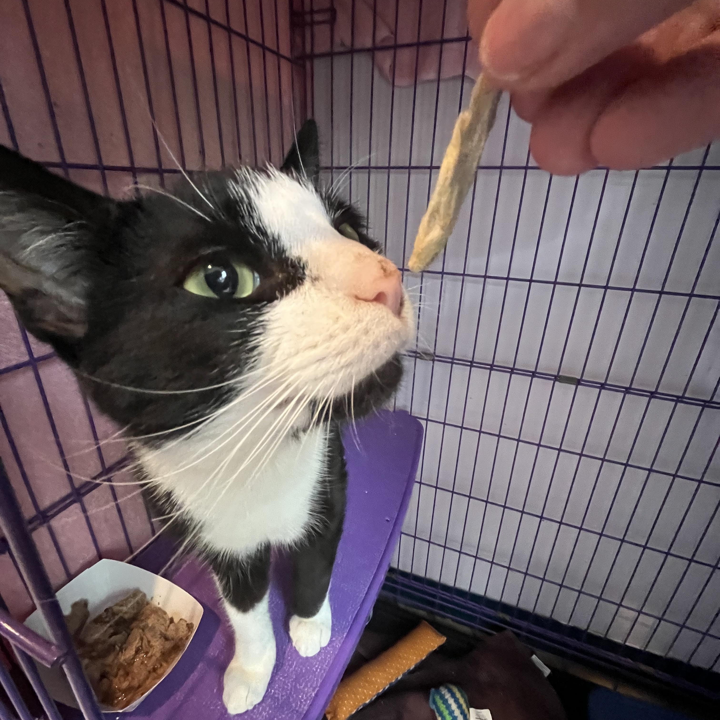 Paolo, a ADOPTABLE Domestic Short Hair in Salisbury, MA image 3/6