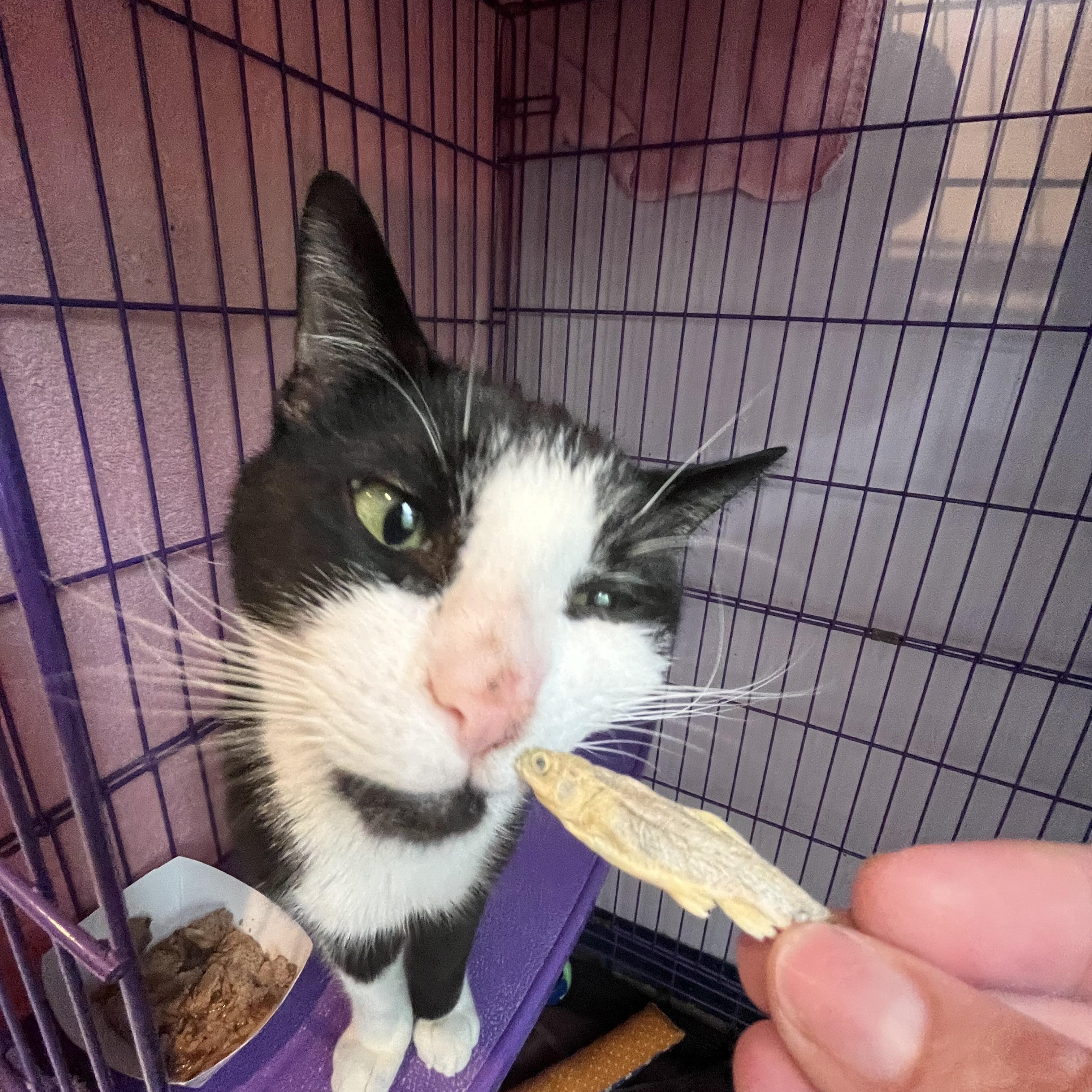 Paolo, a ADOPTABLE Domestic Short Hair in Salisbury, MA image 5/6