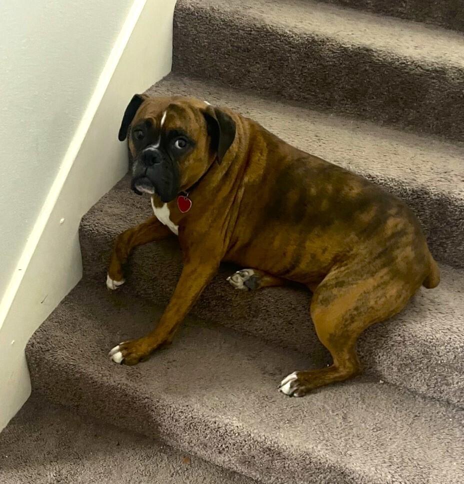 Ariel II, a Adoptable Boxer in Hewitt, TX image 1/5