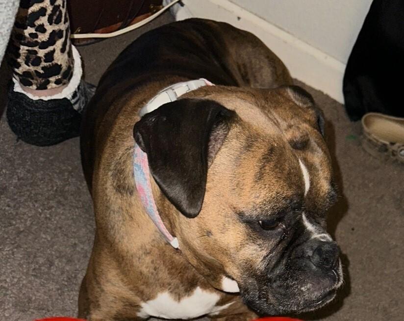 Ariel II, a Adoptable Boxer in Hewitt, TX image 2/5