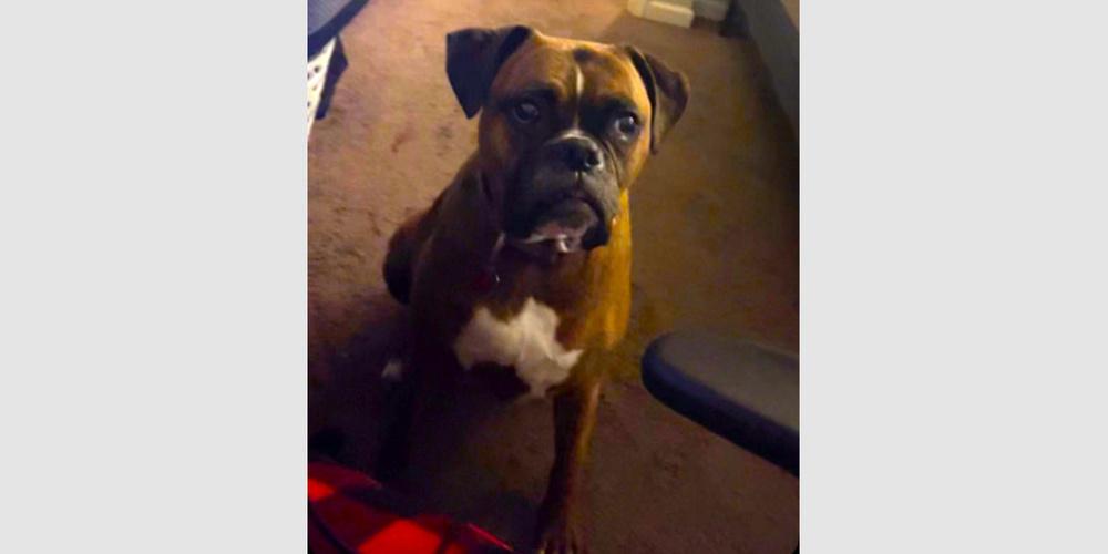 Ariel II, a Adoptable Boxer in Hewitt, TX image 3/5