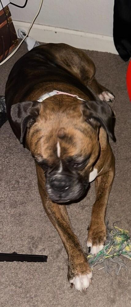 Ariel II, a Adoptable Boxer in Hewitt, TX image 4/5