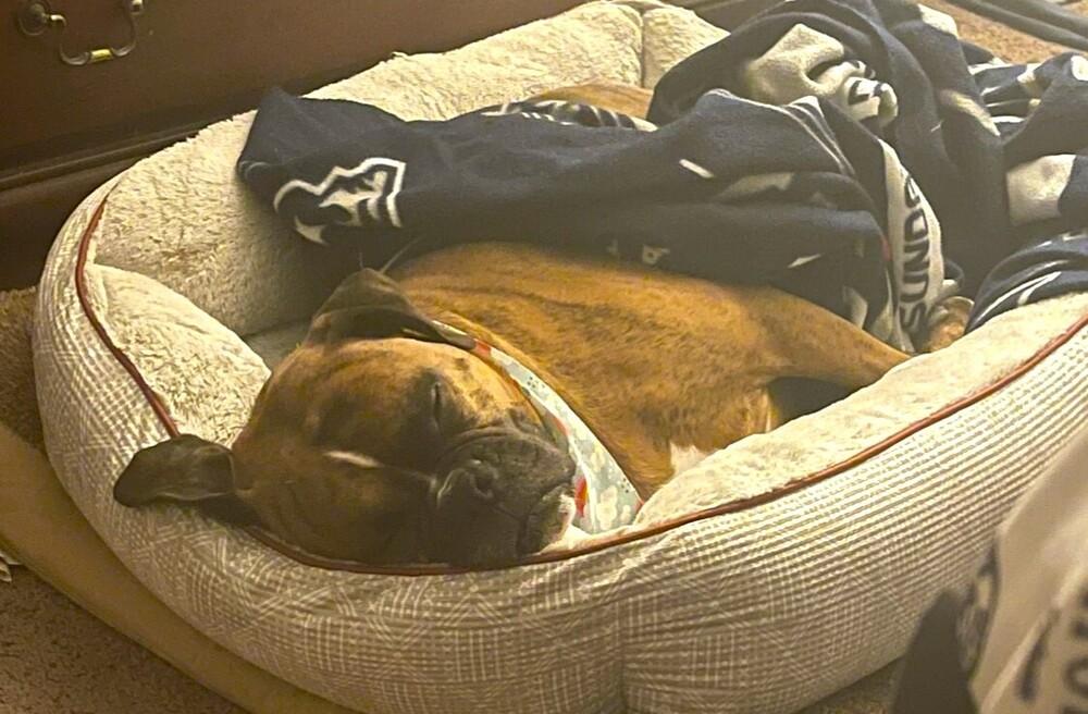 Ariel II, a Adoptable Boxer in Hewitt, TX image 5/5