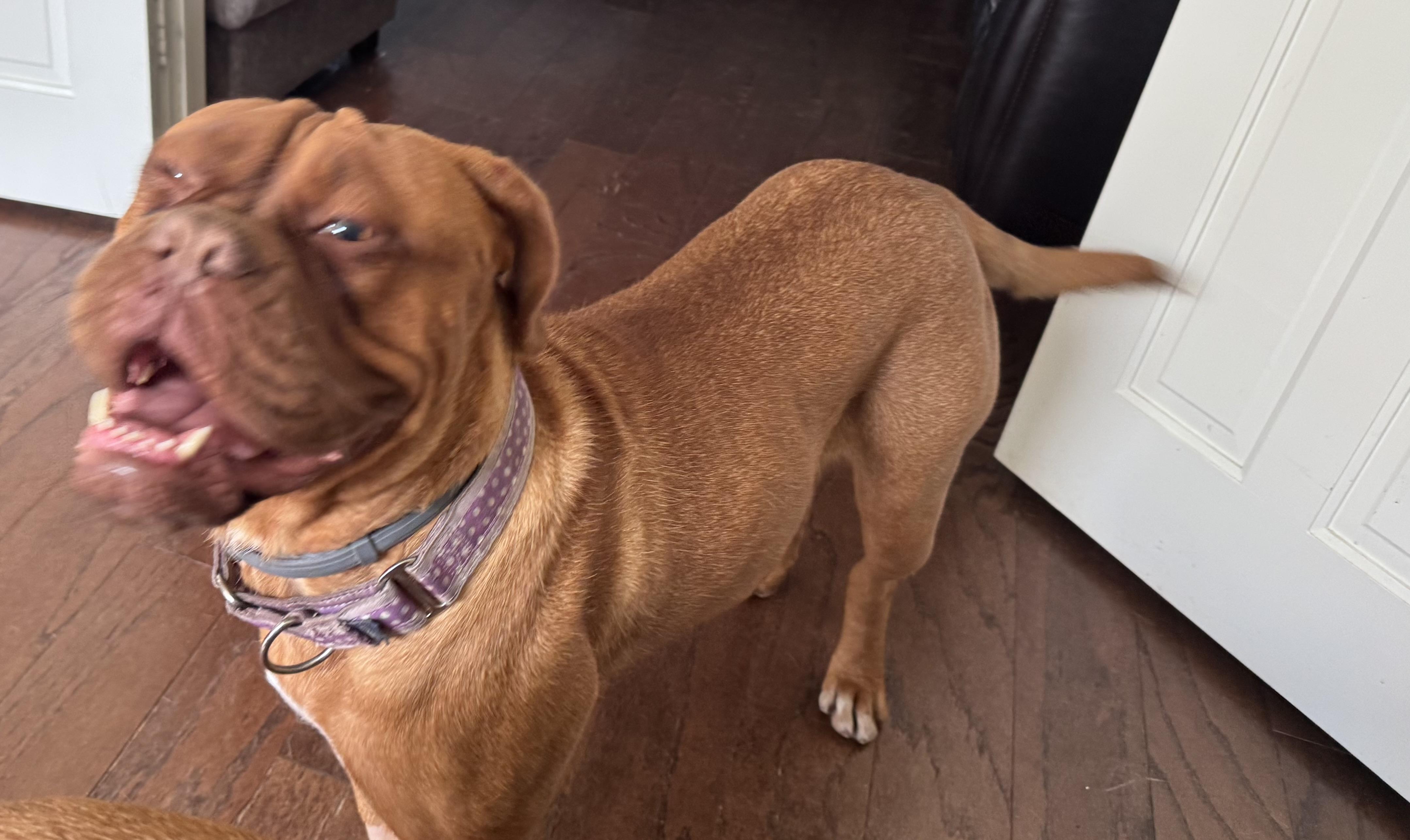 Enlarge Amelia, a ADOPTABLE Dogue de Bordeaux in Providence, RI image 2/2