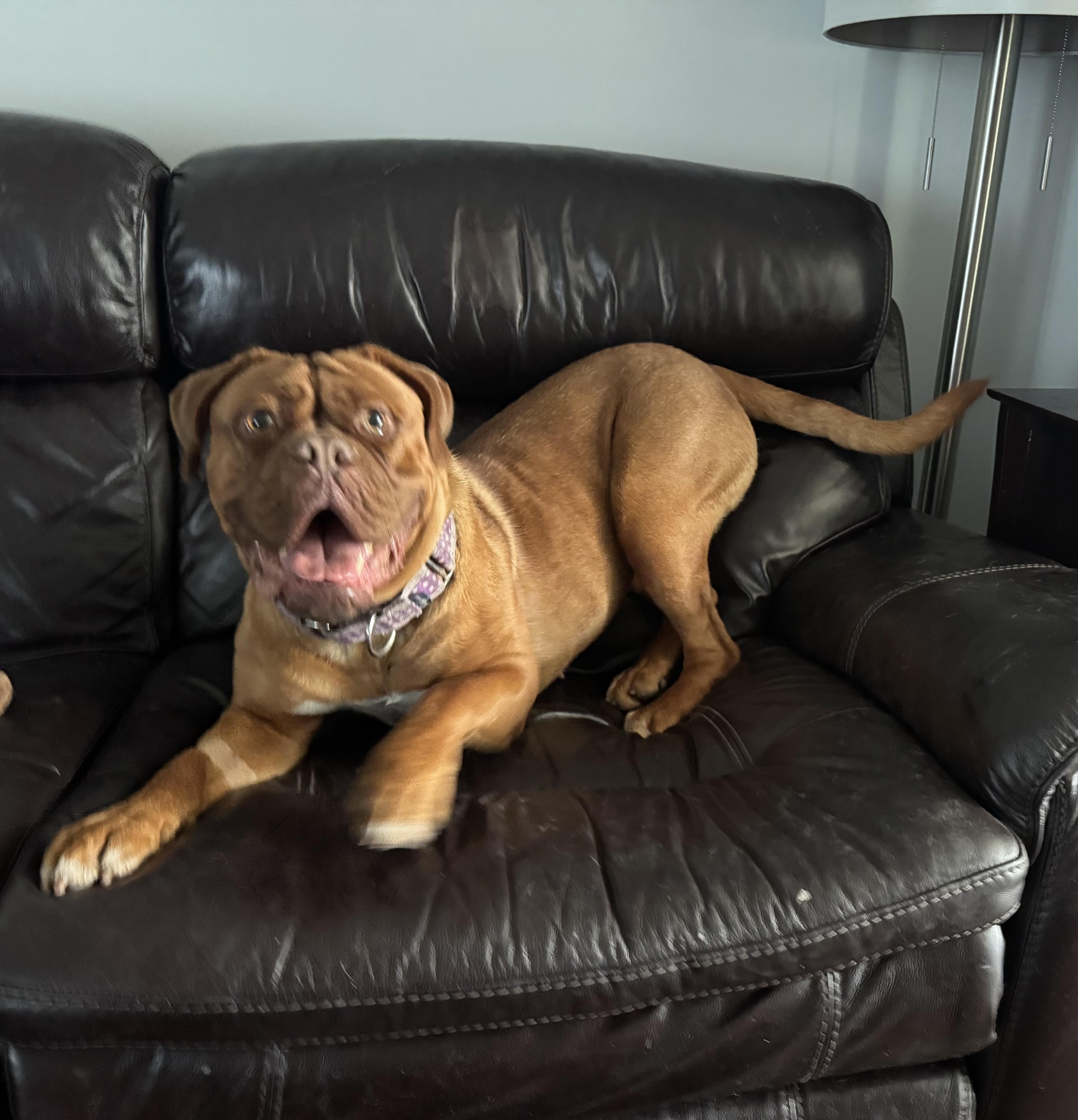 Enlarge Amelia, a ADOPTABLE Dogue de Bordeaux in Providence, RI image 1/2