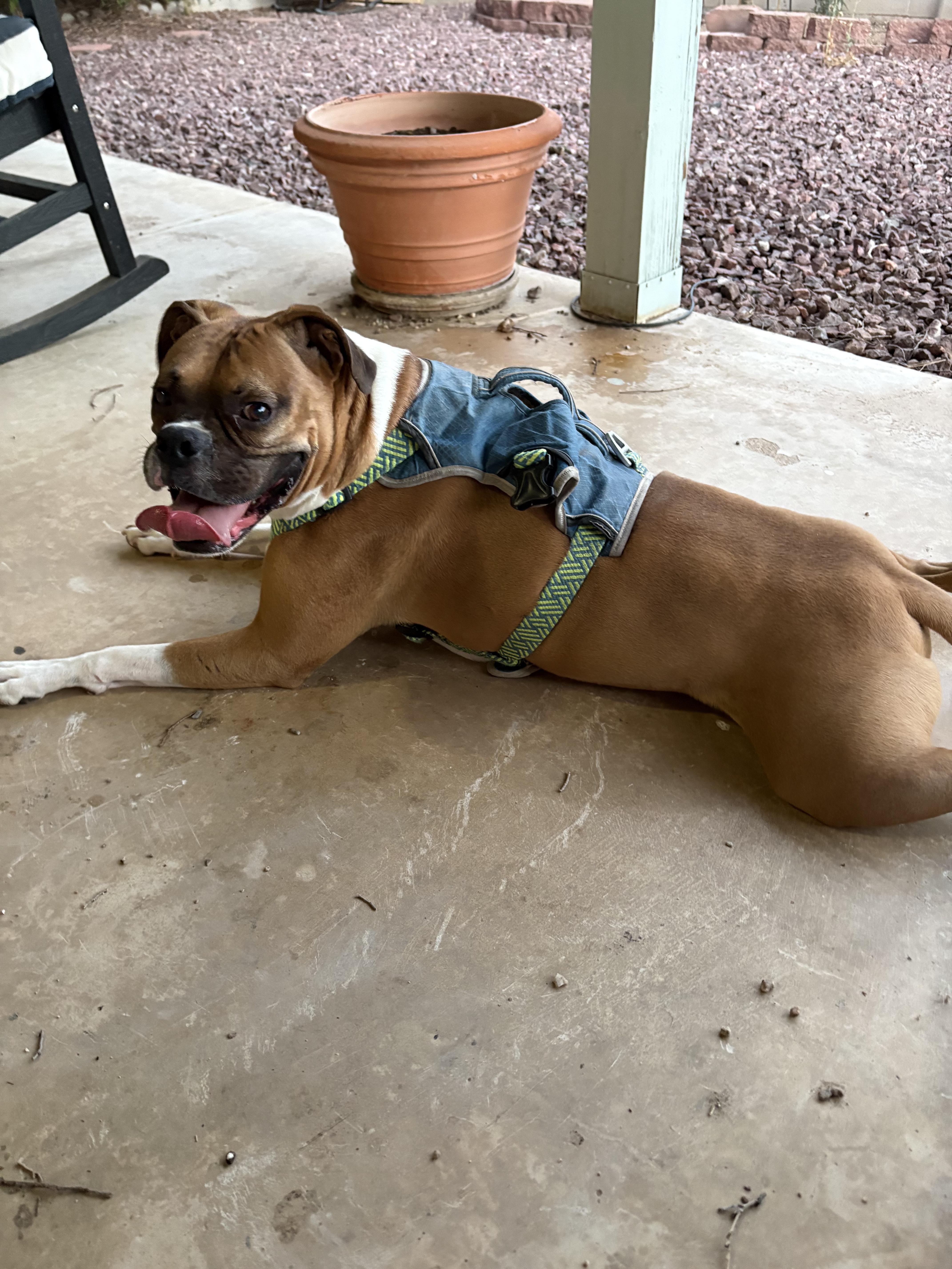 Pudge aka Pudgie Pie, a ADOPTABLE Boxer in Tucson, AZ image 6/6