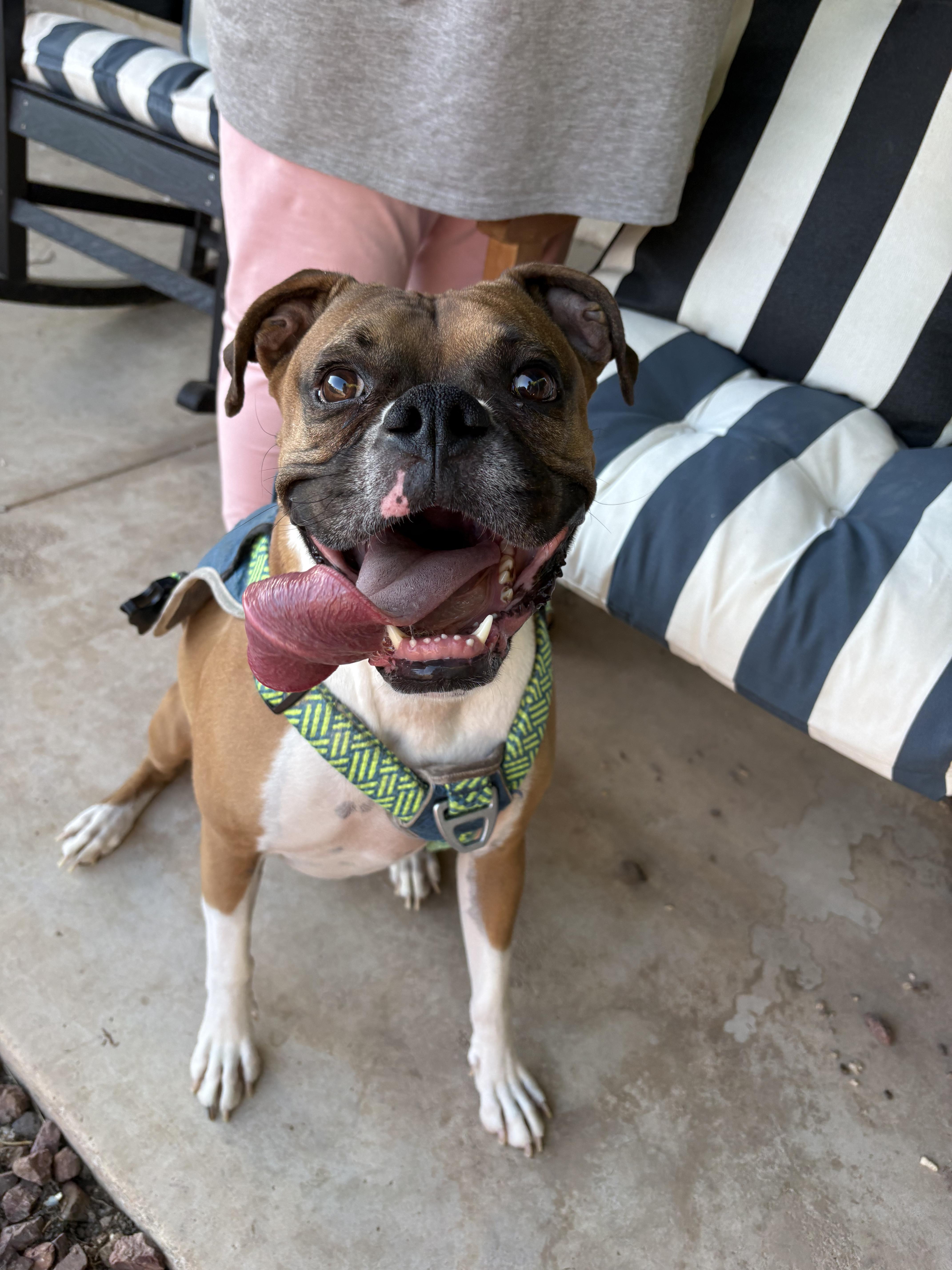 Pudge aka Pudgie Pie, a ADOPTABLE Boxer in Tucson, AZ image 3/6