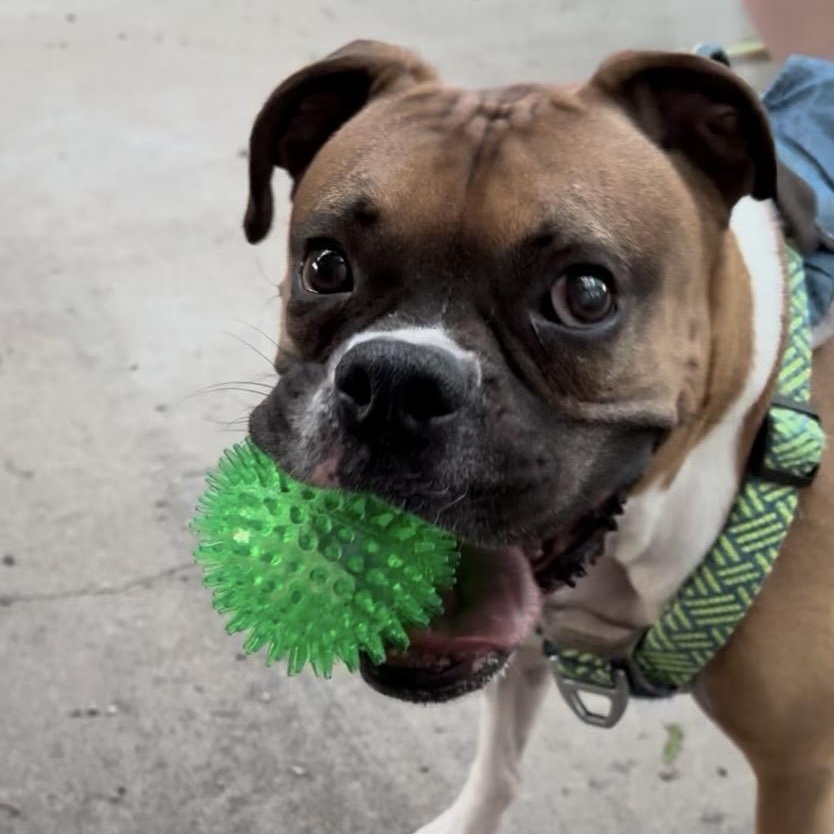Pudge aka Pudgie Pie, ADOPTABLE, Young Male Boxer.