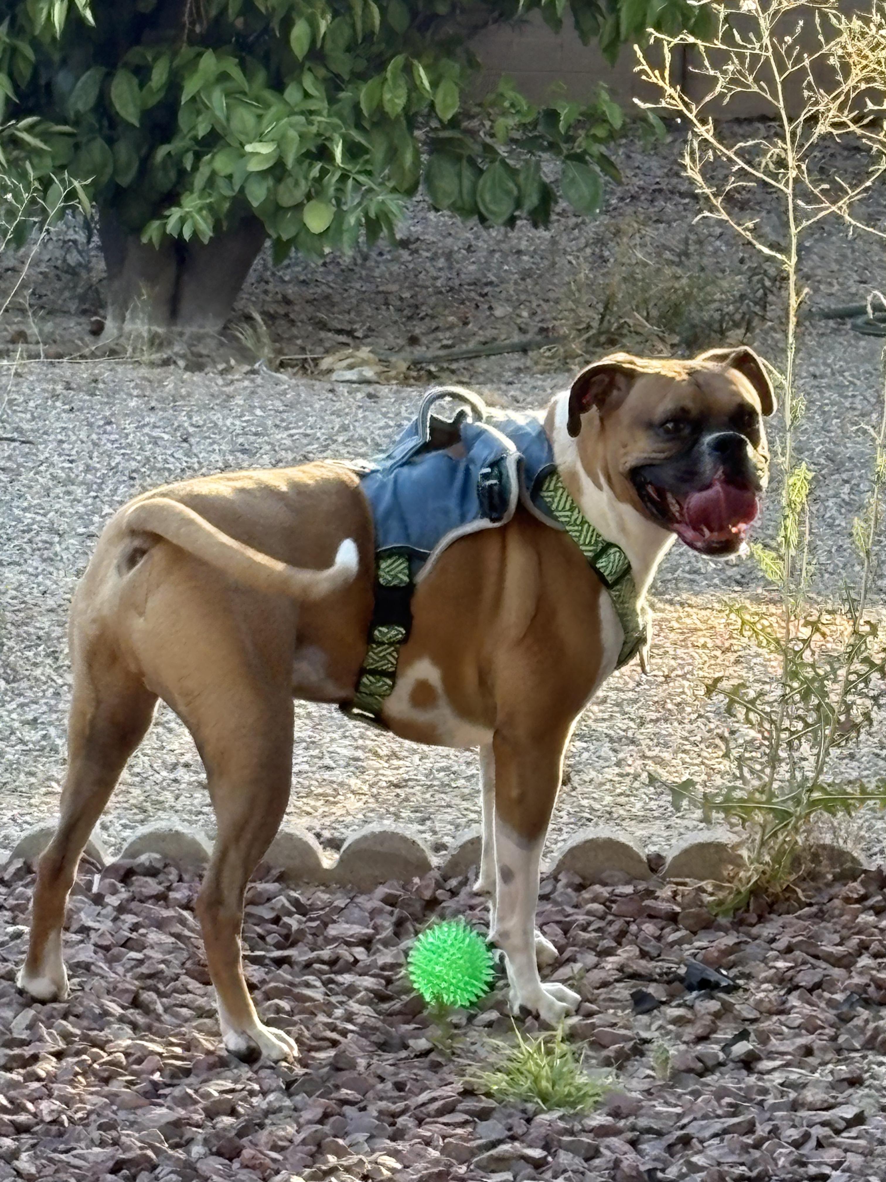 Pudge aka Pudgie Pie, a ADOPTABLE Boxer in Tucson, AZ image 4/6