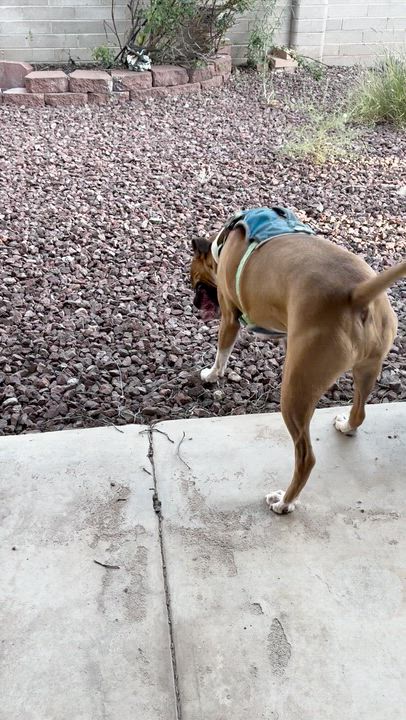 Enlarge Pudge aka Pudgie Pie, a ADOPTABLE Boxer in Tucson, AZ video 5/6