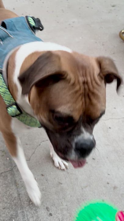 Enlarge Pudge aka Pudgie Pie, a ADOPTABLE Boxer in Tucson, AZ video 2/6