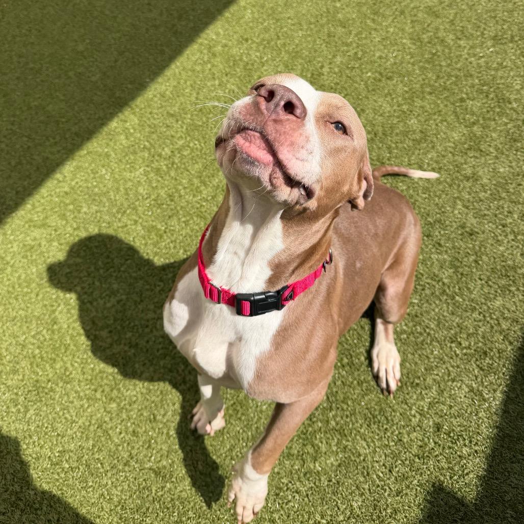 Lainey, Adoptable, Adult Female Mixed Breed & Mixed Breed.