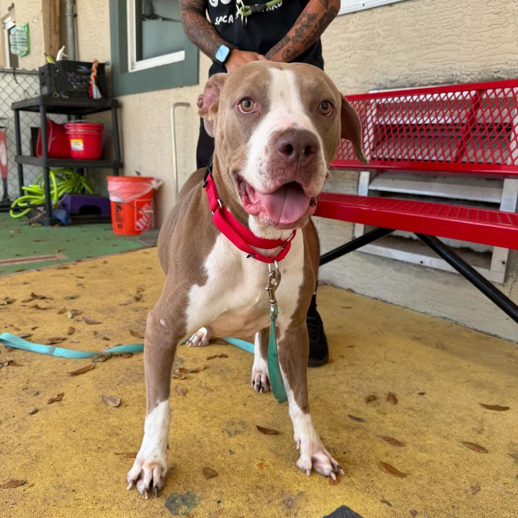 Enlarge Lainey, a Adoptable mixed breed in Titusville, FL image 2/3