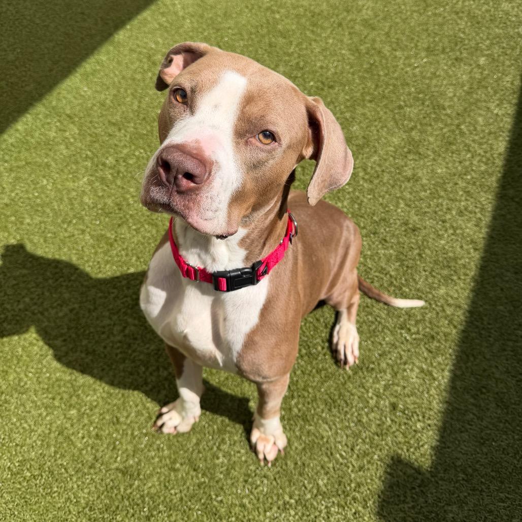 Enlarge Lainey, a Adoptable mixed breed in Titusville, FL image 3/3