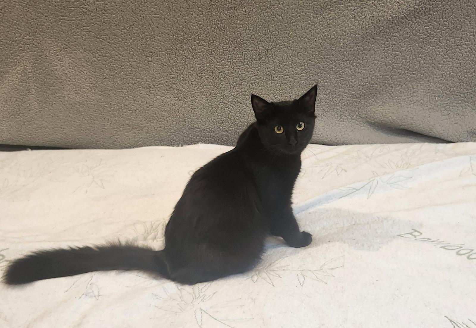 Electra, Adoptable, Young Female Domestic Medium Hair.