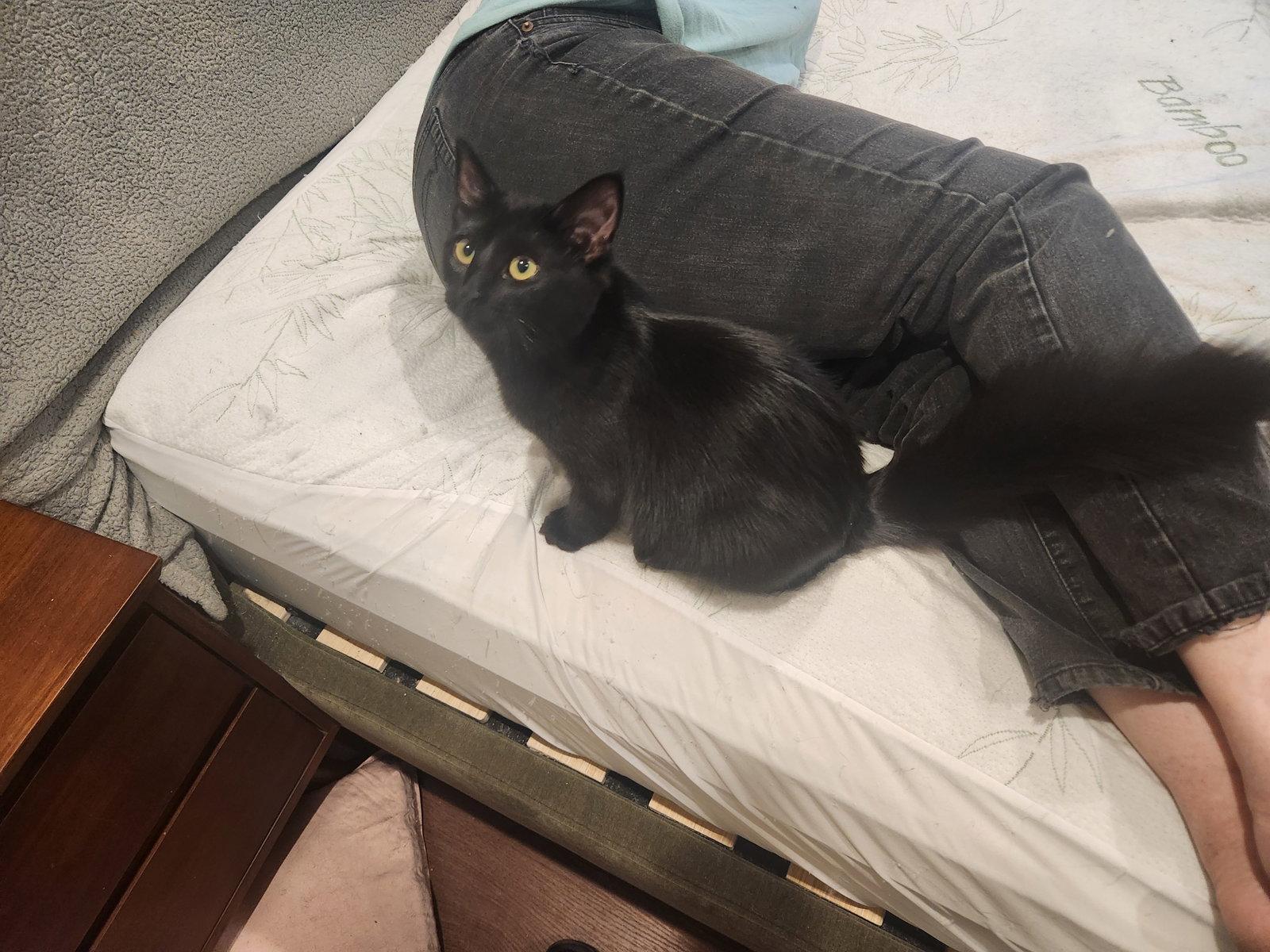Enlarge Electra, a Adoptable Domestic Medium Hair in Morgan Hill, CA image 2/2