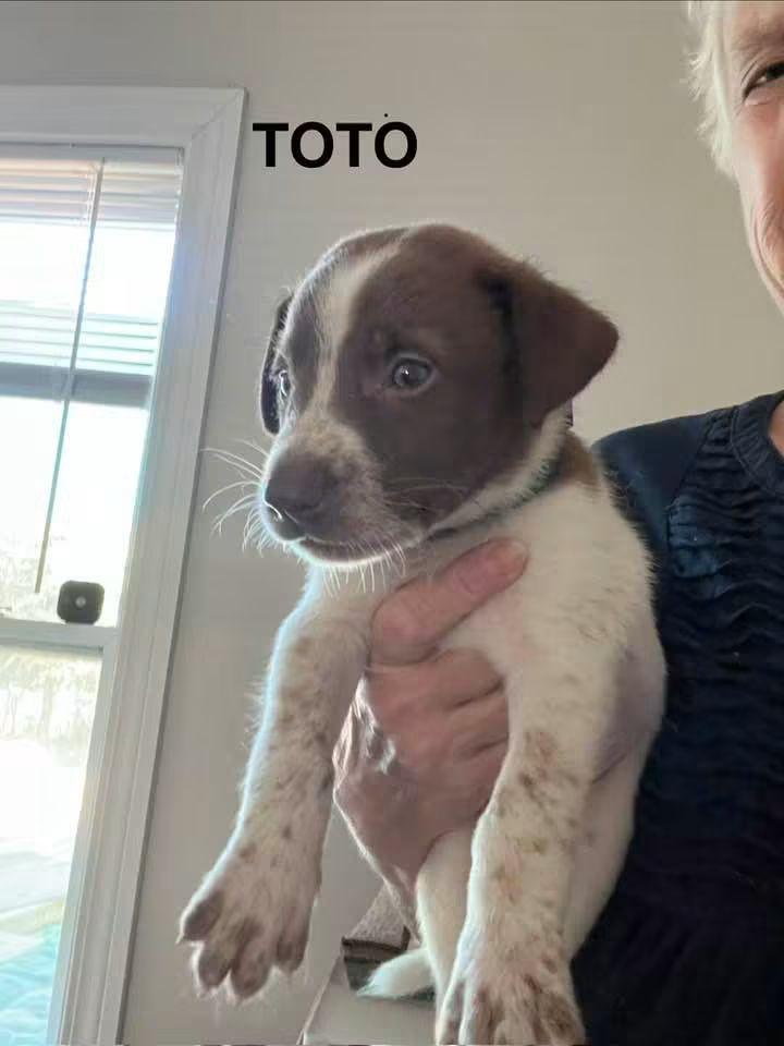 Enlarge Toro, a Adoptable mixed breed in Panama City, FL image 1/1