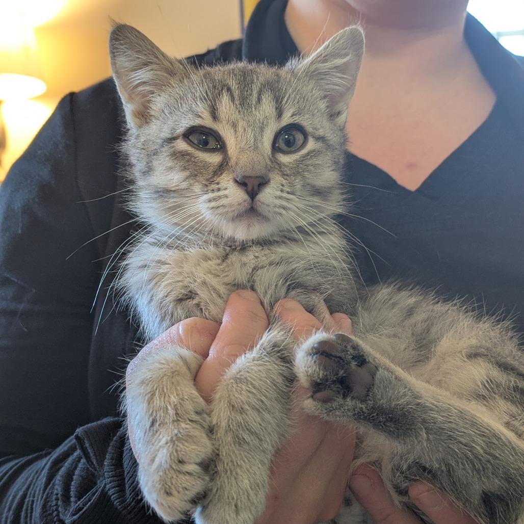 Enlarge Ilona Meower, a Adoptable Domestic Short Hair in South Burlington, VT image 2/4