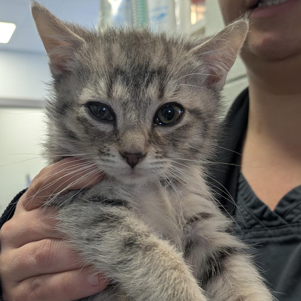 Enlarge Ilona Meower, a Adoptable Domestic Short Hair in South Burlington, VT image 3/4