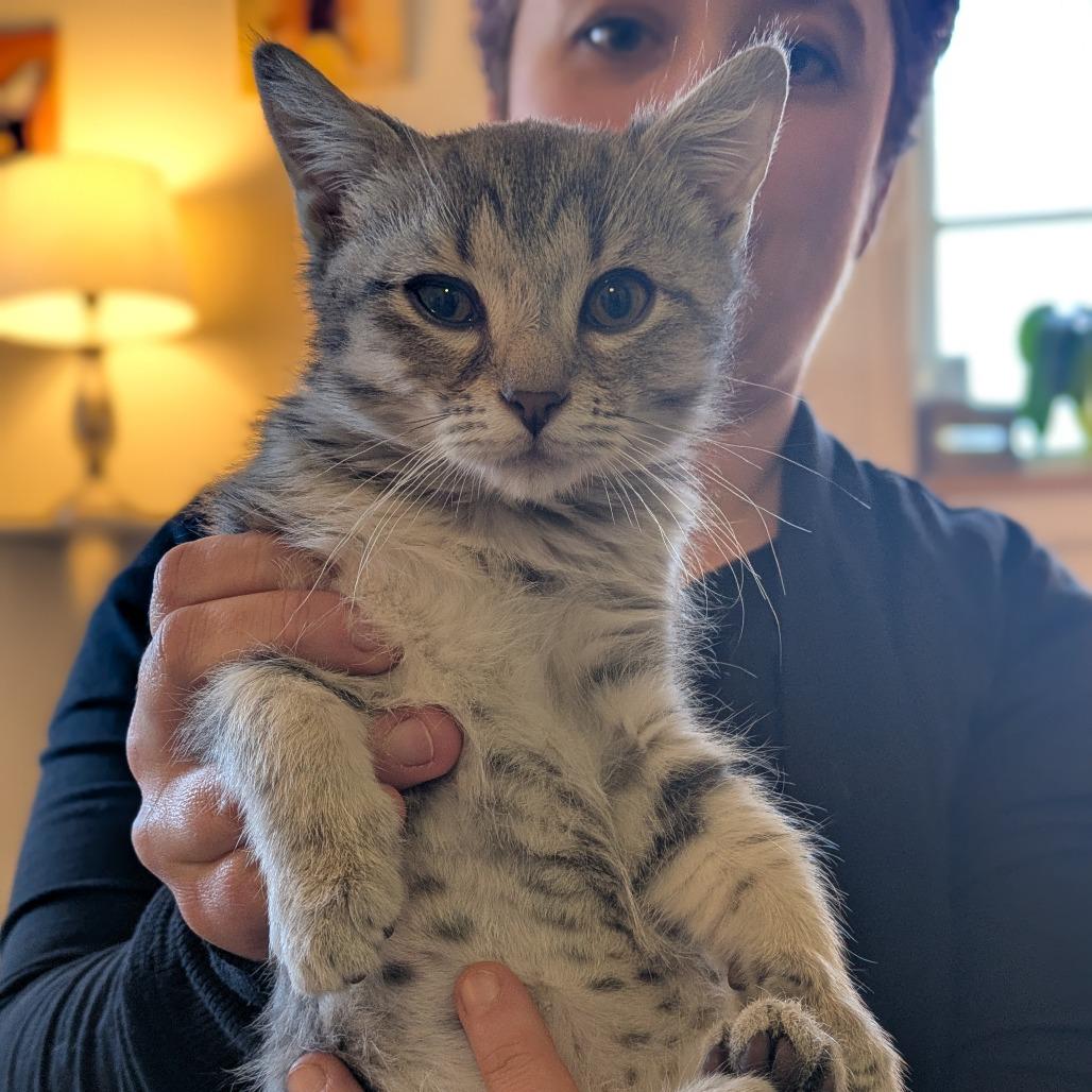 Enlarge Ilona Meower, a Adoptable Domestic Short Hair in South Burlington, VT image 4/4